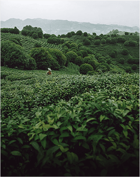 Tea Culture Experience