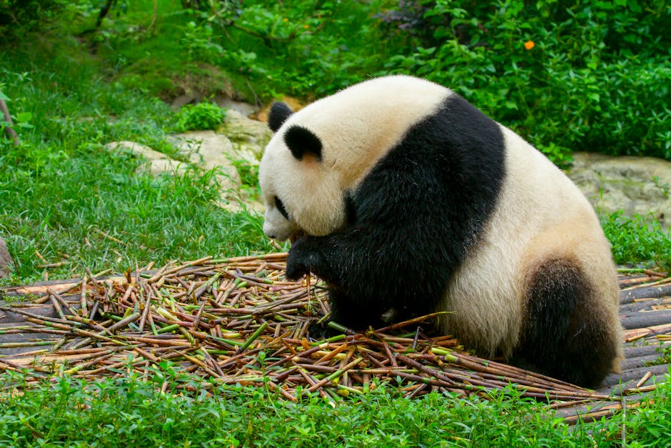 Sichuan Spring 2026: When to See Baby Pa… — photo 1