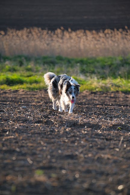 The China Border Run Economy: How Visa-R… — photo 1
