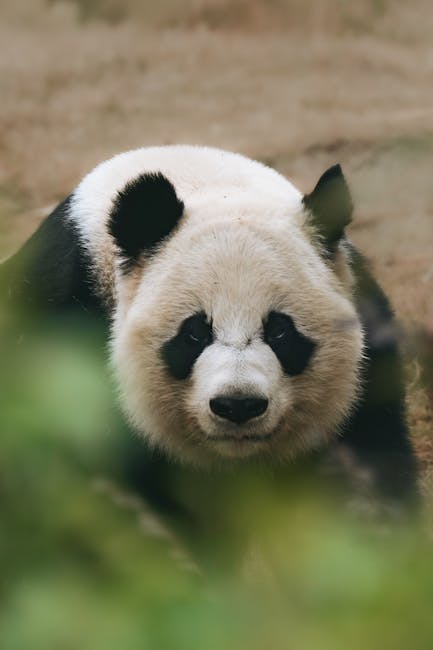 Chengdu Panda Base vs. Dujiangyan: Which… — photo 1